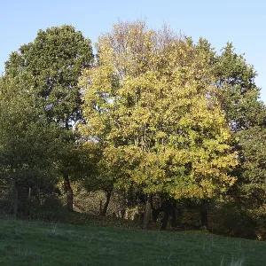 Edge of forest in autumn Edge of forest in autumn