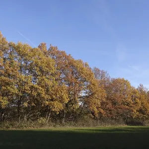 Edge of forest in autumn Edge of forest in autumn
