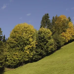 Edge of the forest, meadow, nature