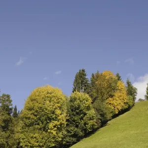 Edge of the forest, meadow, nature