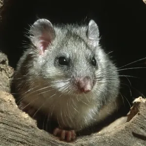 Edible dormouse (Glis glis), fat dormouse in hollow tree at night in forest