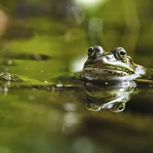 Edible Frog (Pelophylax cl. esculentus)