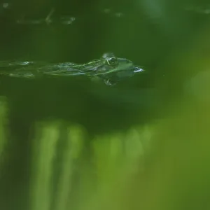 Edible Frog (Pelophylax cl. esculentus)