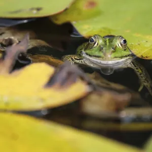 Edible Frog (Pelophylax cl. esculentus)