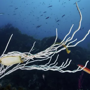 Egg capsule of large spotted cat shark (Scyliorhinus stellaris) attached to white gorgony (Eunicella singularis)