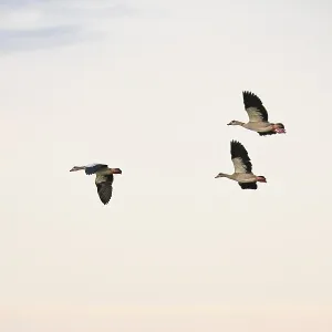Egyptian geese (Alopochen aegyptiaca)