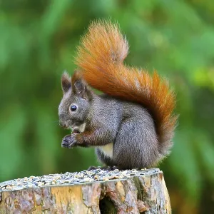 Eichhoernchen (Sciurus vulgaris) frisst an Futterstelle Eichhoernchen (Sciurus vulgaris) frisst an Futterstelle