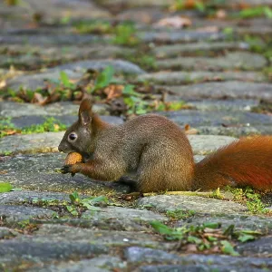 Eichhoernchen (Sciurus vulgaris) mit Walnuss