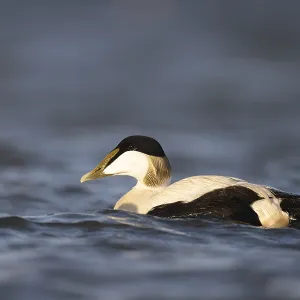 Eider duck (Somateria mollissima)