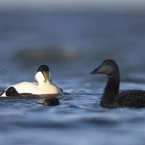 Eider duck (Somateria mollissima)