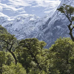 El Bosque Encantado, enchanted or Charmed Forest with Queulat Glacier El Bosque Encantado, enchanted or Charmed Forest with Queulat Glacier