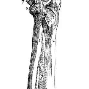 Elbow joint, tendons, human, body part