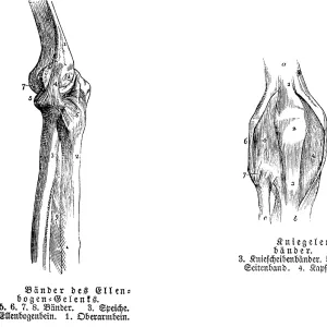 Elbow, tendon, spoke, elbow bone