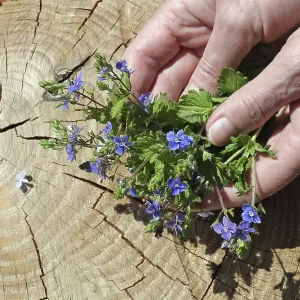 An elderly woman gently hold in hands a first spring forest blue flowers