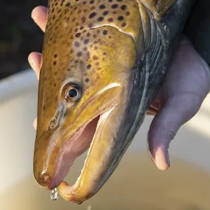 Electrofishing in the floodplain for sea trout and salmon