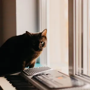Electronic synthesizer A black cat sits on a keyboard by a window Electronic synthesizer A black cat sits on a keyboard by a window