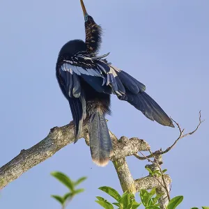 Elegant bird stretching its plumage into the air on a branch