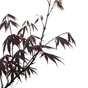 Elegant Japanese zen style bamboo tree with red leaves background isolated on white