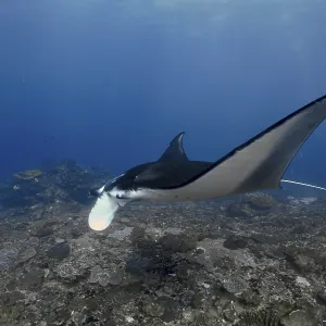 Elegant manta ray, reef manta (Mobula alfredi)