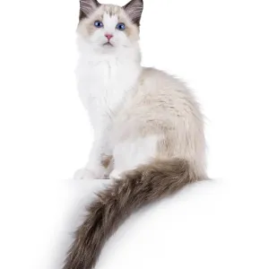 Elegant Ragdoll cat kitten sitting side ways on edge with tail hanging down Elegant Ragdoll cat kitten sitting side ways on edge with tail hanging down