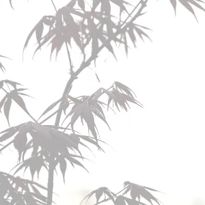 Elegant soft foggy Japanese zen style bamboo tree background