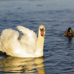 An elegant swan and a duck on water under golden light An elegant swan and a duck on water under golden light