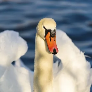 An elegant swan with orange beak on blue water An elegant swan with orange beak on blue water
