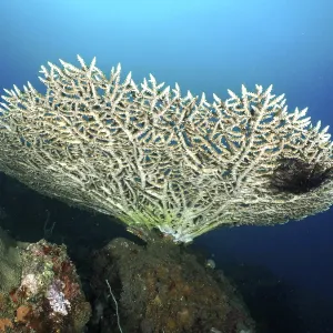 Elegant table coral (Acropora hyacinthus) in blue sea water Elegant table coral (Acropora hyacinthus) in blue sea water