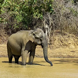An elephant bathes in a muddy waterhole An elephant bathes in a muddy waterhole