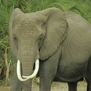 Elephant (Loxodonta africana), Amboseli National Park