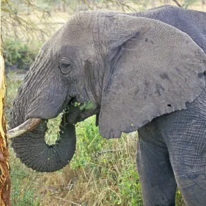 Elephant (Loxodonta africana) eating tree bark