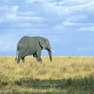 Elephant (Loxodonta africana), Serengeti
