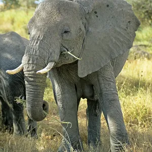 Elephant (Loxodonta africana), Serengeti