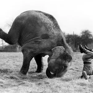 Elephant and a man practicing headstand
