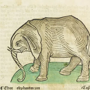 Elephant, old coloured woodcut from Gart der Gesundheit Elephant, old coloured woodcut from Gart der Gesundheit
