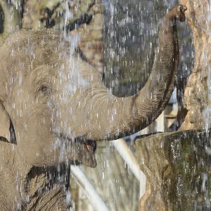Elephant taking a shower in a waterfall Elephant taking a shower in a waterfall