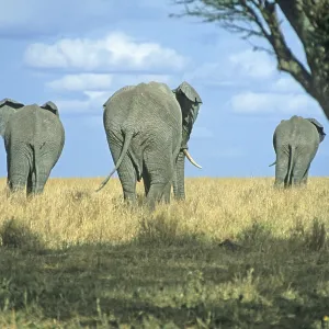 Elephants (Loxodonta africana)