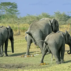 Elephants (Loxodonta africana) urinating