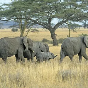 Elephants with young (Loxodonta africana)