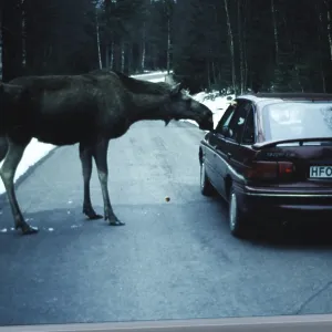 Elk, Alces Alces, elk cow with young standing on the street Elk, Alces Alces, elk cow with young standing on the street