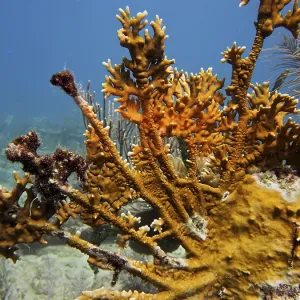 Elk antler fire coral (Millepora alcicornis) Elk antler fire coral (Millepora alcicornis)