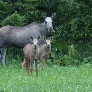 Elks (Alces alces) Females and young animals