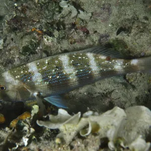Dentex Dentex Print, House Reef, Pula Croatia