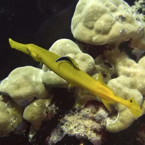 Elongated yellow Pacific trumpetfish (Aulostomus chinensis) swims elegantly over corals