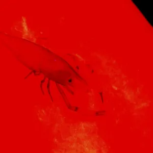 Emperor Shrimp (Periclemenes imperator)