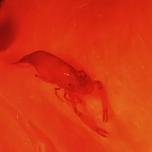 Emperor Shrimp (Periclemenes imperator)