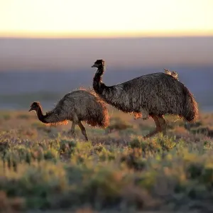 Emus (Dromaius novaehollandiae)