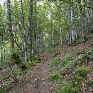 An enchanted forest trail leads through a dense deciduous forest with green leaves and moss
