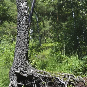 Arbol encantado con raíces profundas visibles en bosque verde. Arbol encantado con raíces profundas visibles en bosque verde.