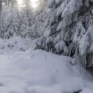 Enchanting winter forest on the Auersberg Enchanting winter forest on the Auersberg